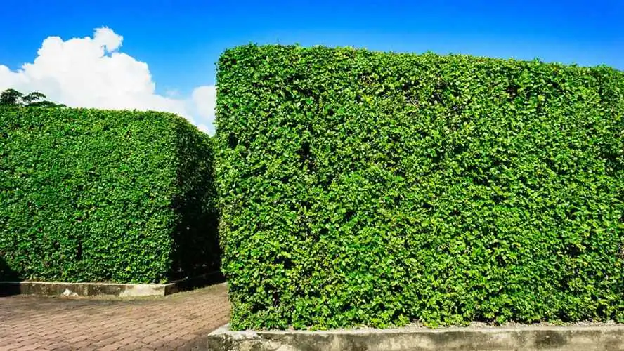 常德城市绿化护栏规范