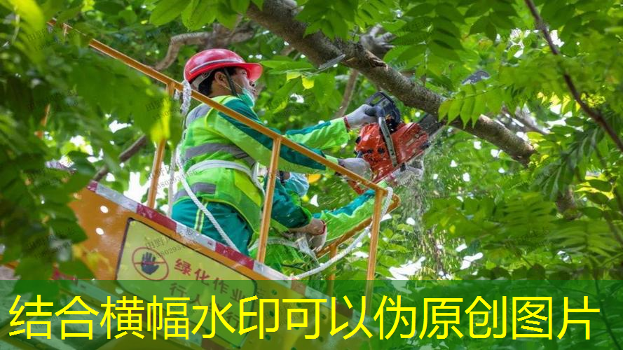 天长绿化公司怎么样