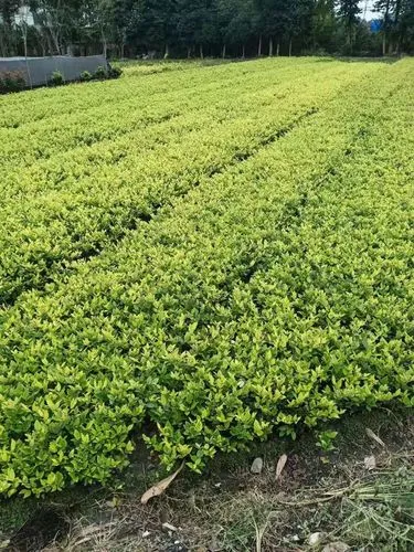 万科保利理想城市绿化