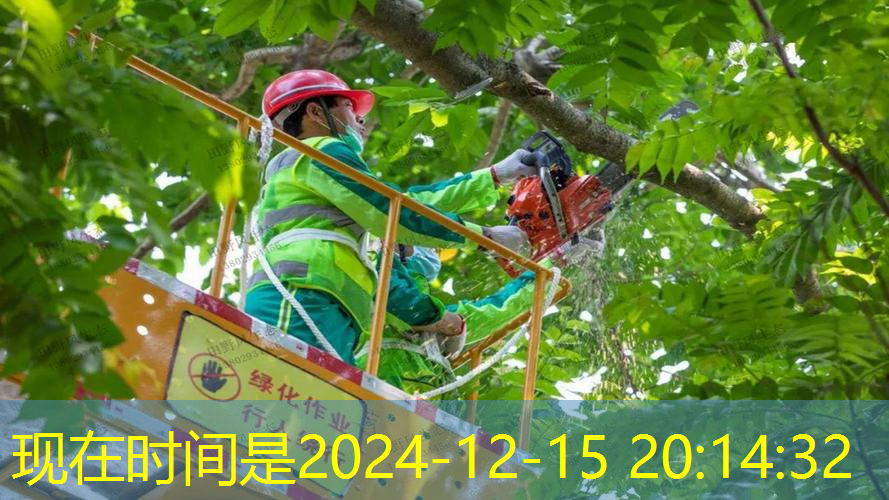 他们想让城市绿化英语