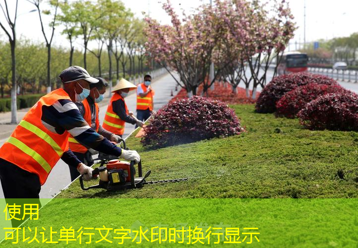 各种各样绿化工程苗木