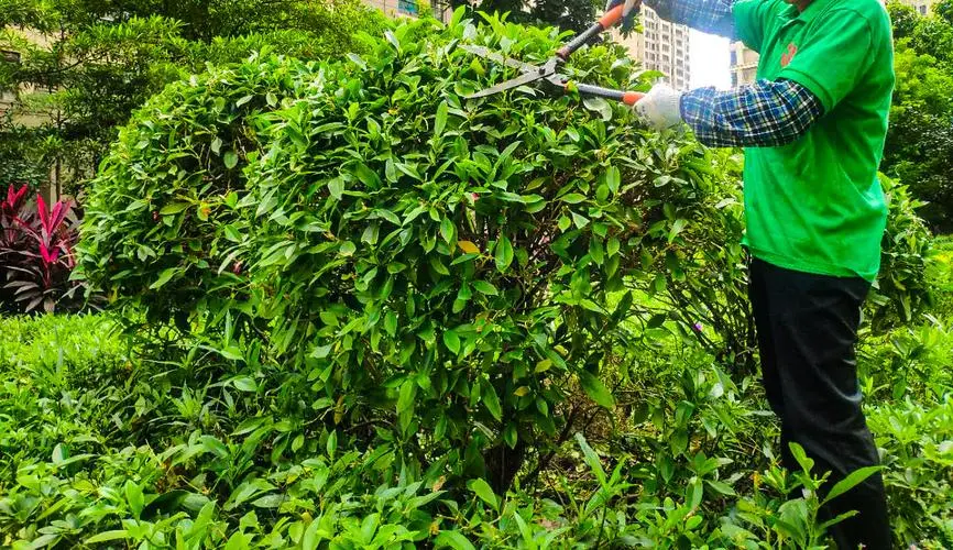 50平别墅园林景观设计