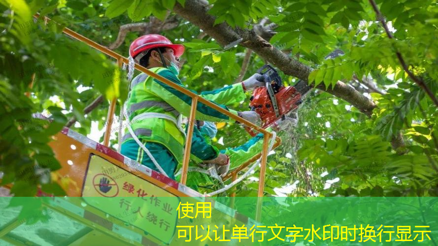 周口市路上绿化工程